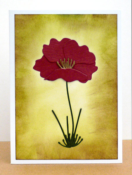 Iceland Poppy