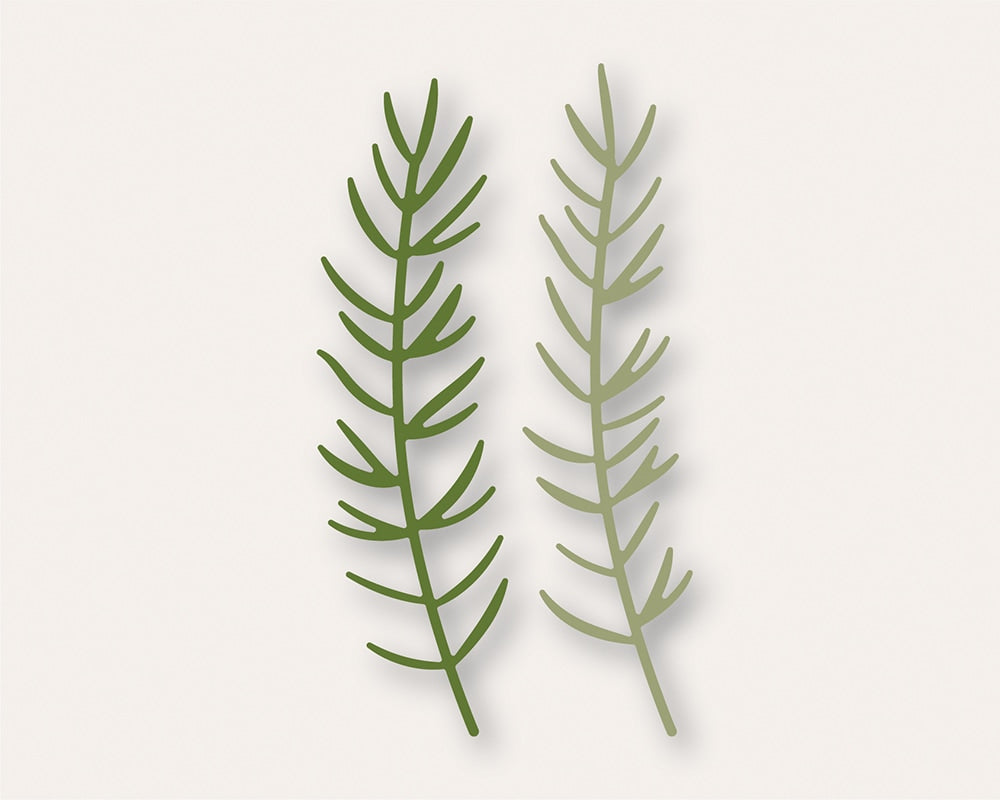 Birch Press Stanzschablone - 57519 Pine Needle Twigs Contour Layers