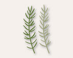 Birch Press Stanzschablone - 57519 Pine Needle Twigs Contour Layers