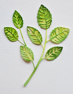 Birch Press Stanzschablone - 57522 Rose Leaves Contour Layers