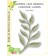 Birch Press Stanzschablone - 57513 Curved Leaf Branch Contour Layers