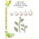Birch Press Stanzschablone - Delicate Floral Buds Contour Layers