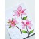 Memory Box 3D Prägeschablone - Perfect Poinsettias 3D Embossing Folder and Dies