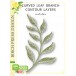 Birch Press Stanzschablone - 57513 Curved Leaf Branch Contour Layers
