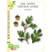 Birch Press Stanzschablone - 57556 Oak Leaves Contour Layers