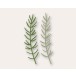 Birch Press Stanzschablone - 57519 Pine Needle Twigs Contour Layers