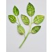 Birch Press Stanzschablone - 57522 Rose Leaves Contour Layers