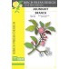 Birch Press Stanzschablone - 57575 Abundant Branch