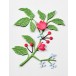 Birch Press Stanzschablone - 57575 Abundant Branch