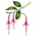 Memory Box Stanzschablone - 94783 Hardy Fuchsia Buds