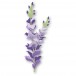 Memory Box Stanzschablone - 94791 Fanciful Gladiola Stem