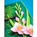 Memory Box Stanzschablone - 94792 Budding Gladiola Stem