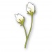 Memory Box Stanzschablone - 94843 Small Anemone Bud Duo