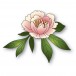 Memory Box Stanzschablone - 94872 Gentle Peony Bloom
