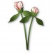 Memory Box Stanzschablone - 94874 Peony Bud Duo