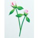 Memory Box Stanzschablone - 94874 Peony Bud Duo
