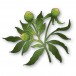 Memory Box Stanzschablone - 94880 Peony Bud Trio