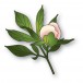 Memory Box Stanzschablone - 94881 Tender Peony Bud